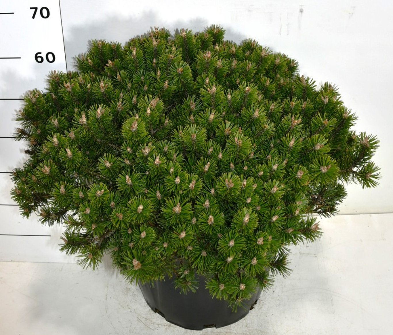 Pinus mugo 'Humpy' - C35 50-60 CM
